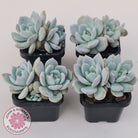 Echeveria 'Snow Angel'