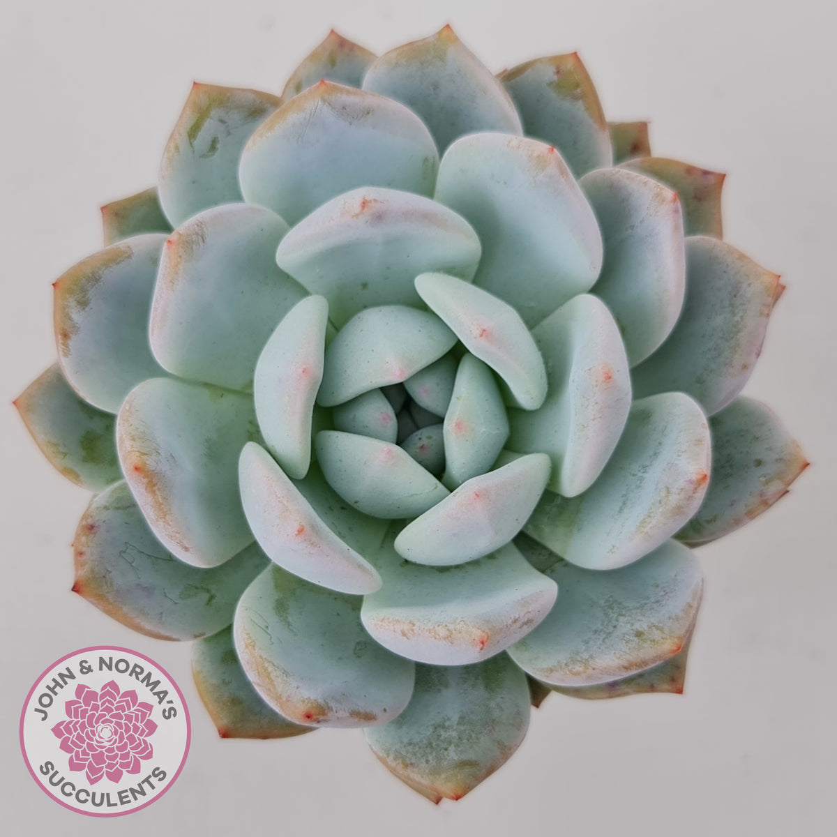 Echeveria 'Snow Angel'