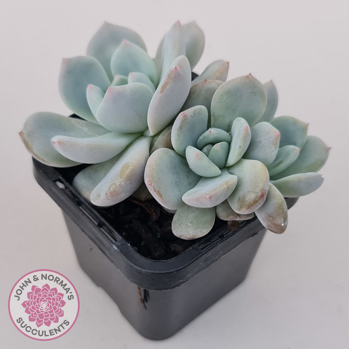 Echeveria 'Snow Angel'