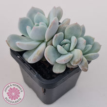 Load image into Gallery viewer, Echeveria &#39;Snow Angel&#39;
