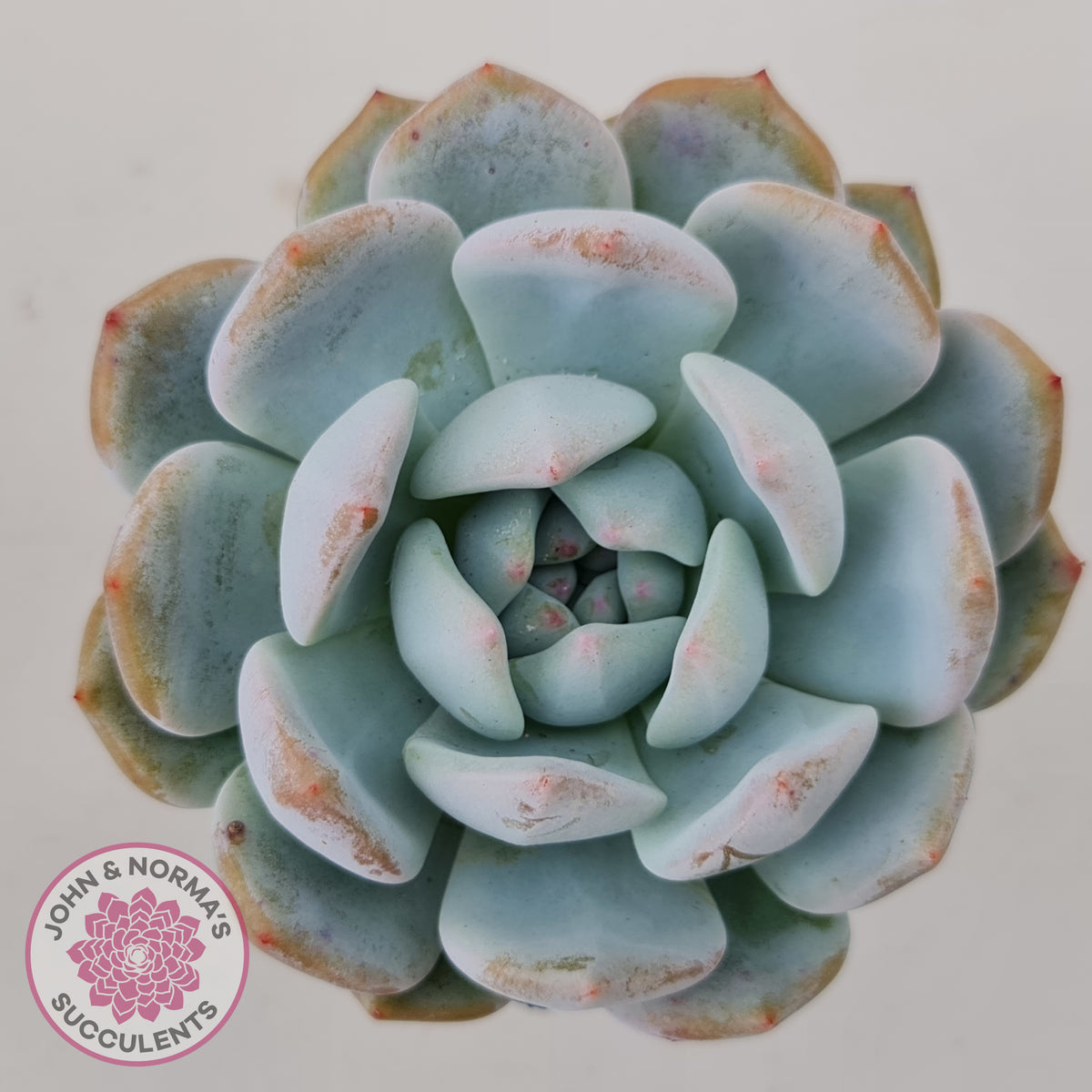 Echeveria 'Snow Angel'