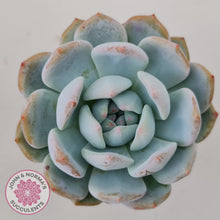 Load image into Gallery viewer, Echeveria &#39;Snow Angel&#39;
