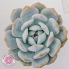 Echeveria 'Snow Angel'