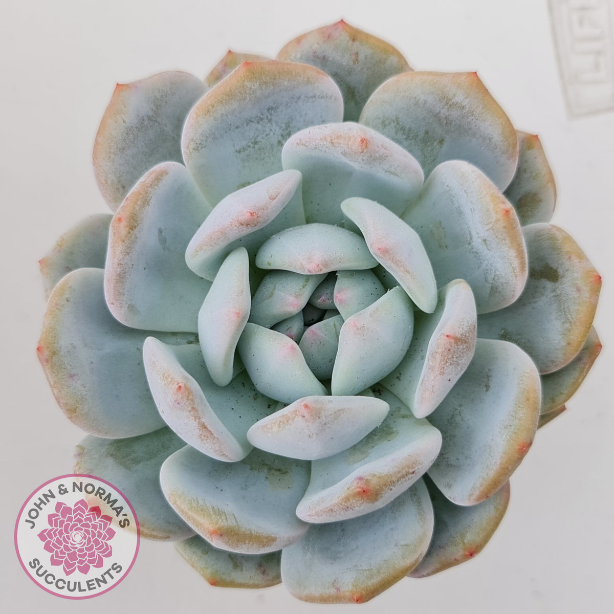 Echeveria 'Snow Angel'