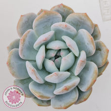 Load image into Gallery viewer, Echeveria &#39;Snow Angel&#39;
