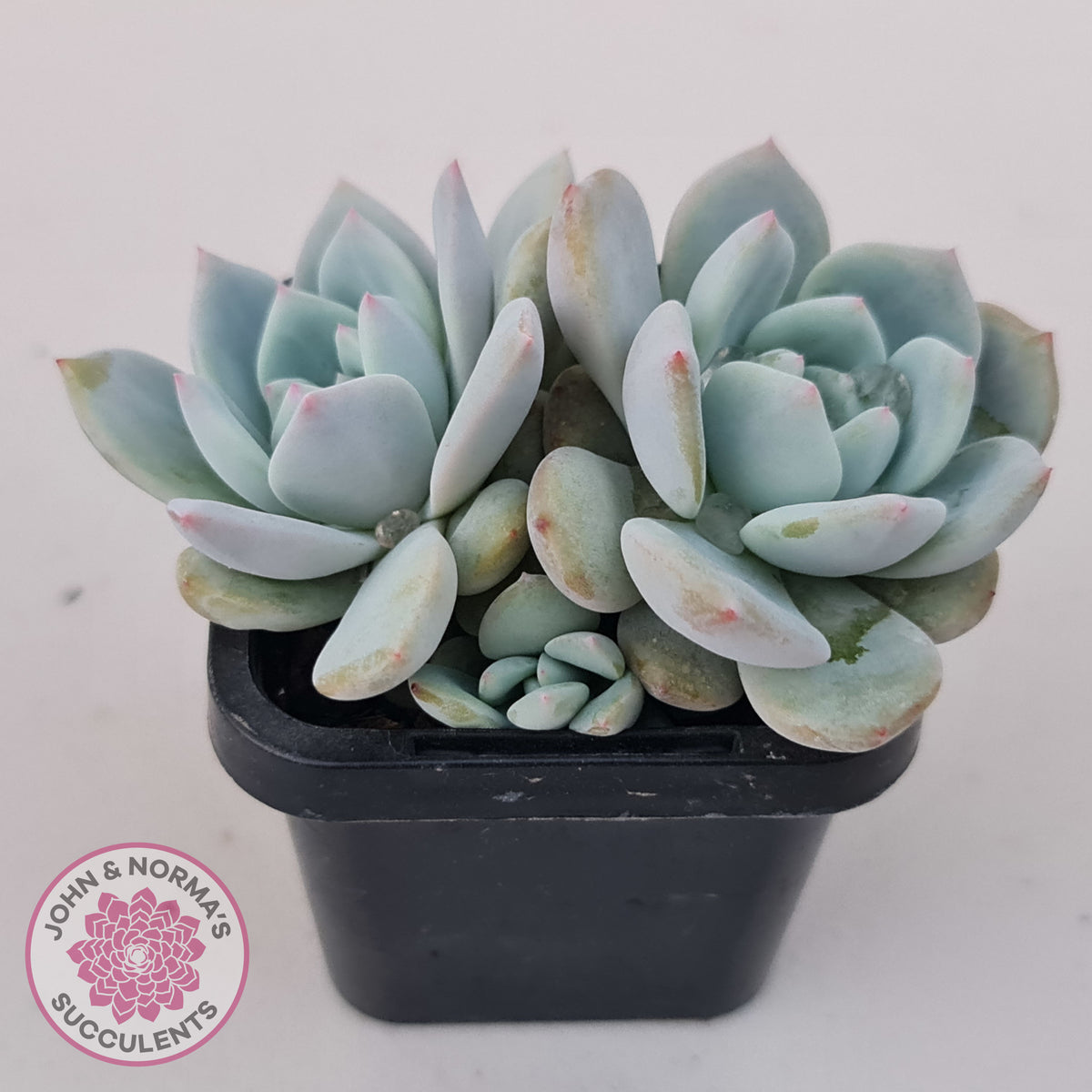 Echeveria 'Snow Angel'