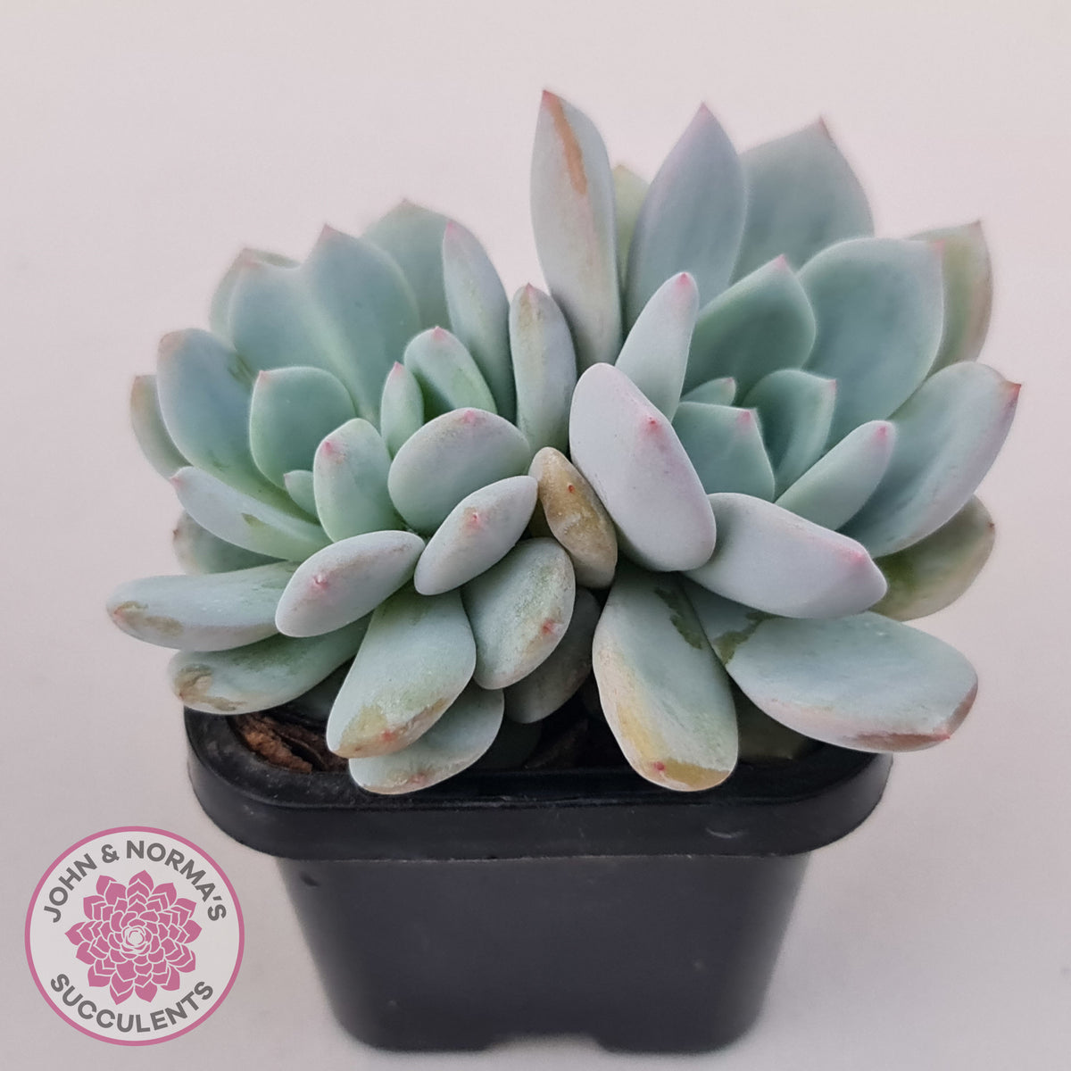Echeveria 'Snow Angel'