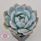 Echeveria 'Snow Angel'