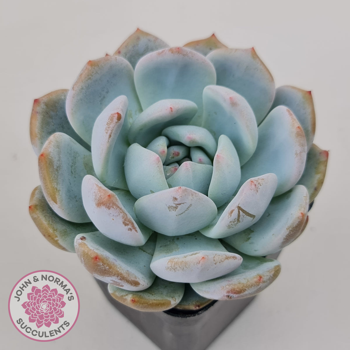 Echeveria 'Snow Angel'