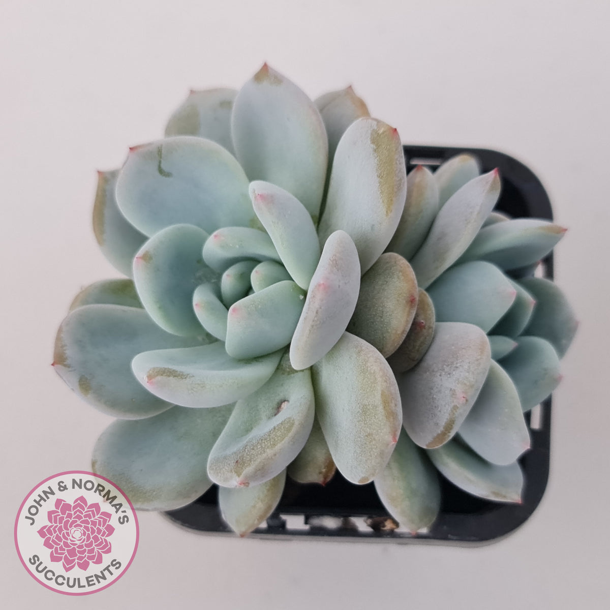 Echeveria 'Snow Angel'