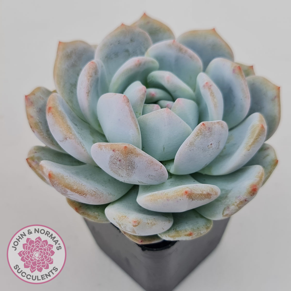 Echeveria 'Snow Angel'