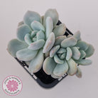 Echeveria 'Snow Angel'