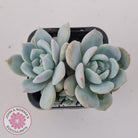 Echeveria 'Snow Angel'
