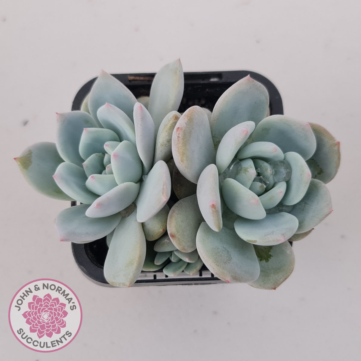 Echeveria 'Snow Angel'