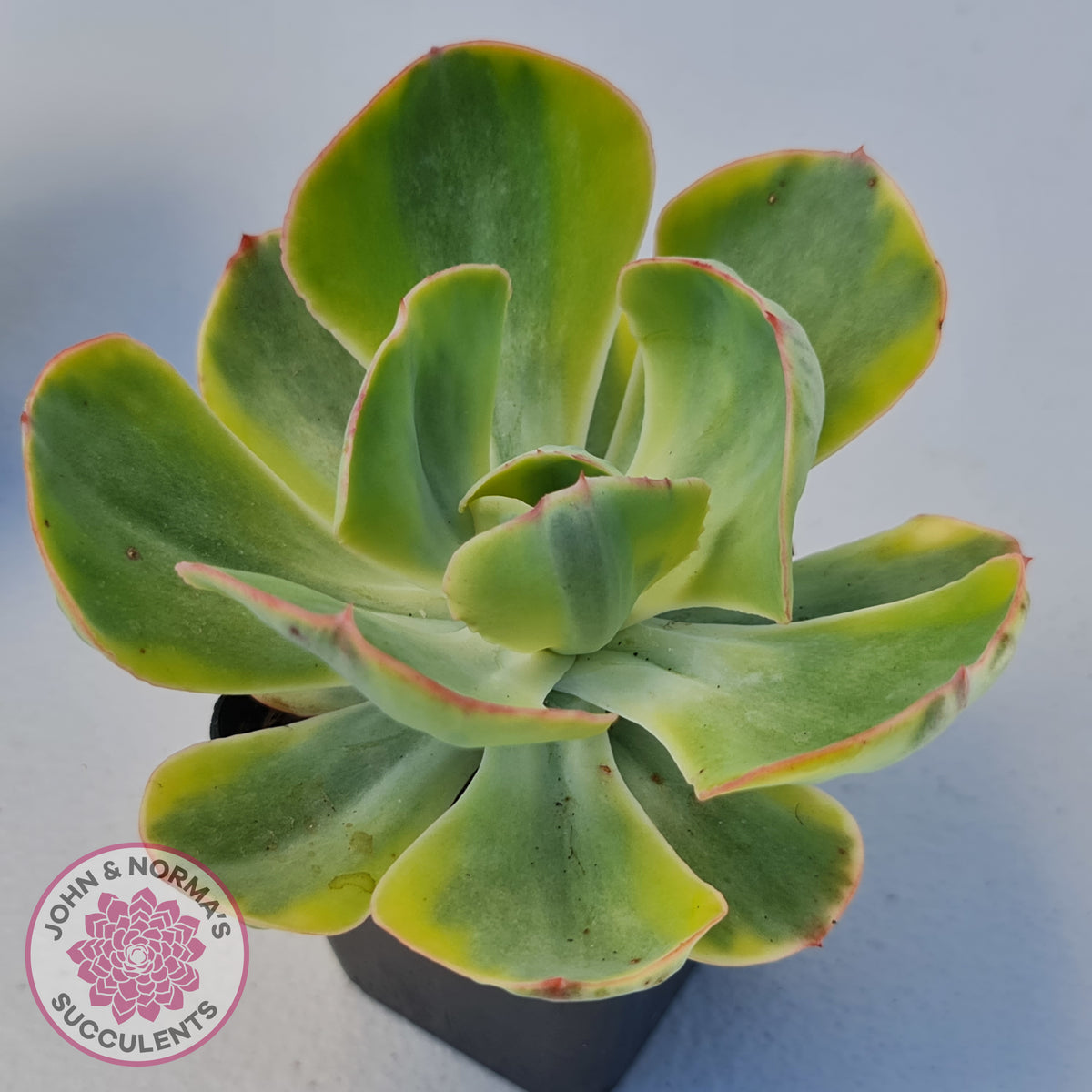 Echeveria Sunset Peony Variegated