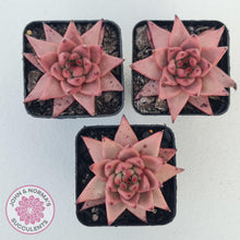 Load image into Gallery viewer, Echeveria Susanna - John &amp; Norma&#39;s Succulents Australia
