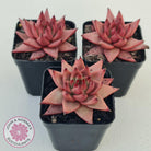 Echeveria Susanna