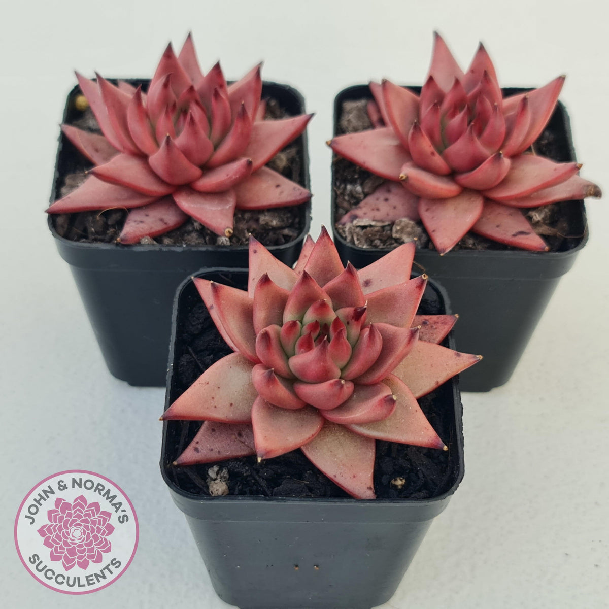 Echeveria Susanna