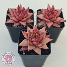 Load image into Gallery viewer, Echeveria Susanna - John &amp; Norma&#39;s Succulents Australia
