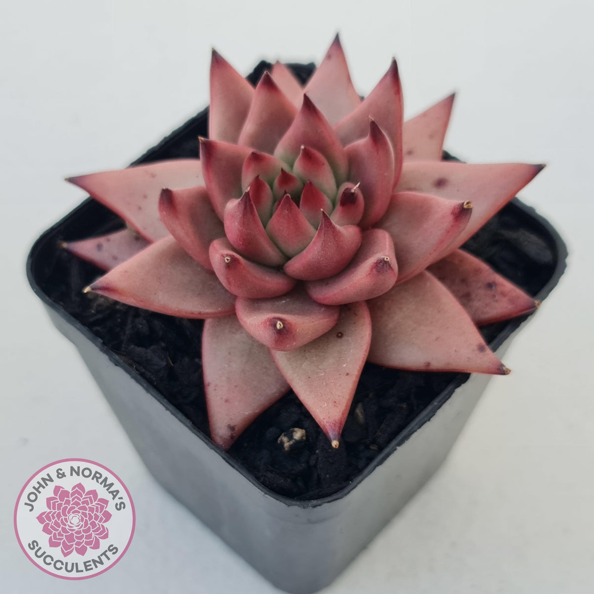 Echeveria Susanna