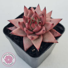 Load image into Gallery viewer, Echeveria Susanna - John &amp; Norma&#39;s Succulents Australia
