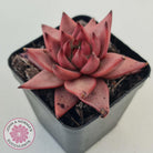 Echeveria Susanna