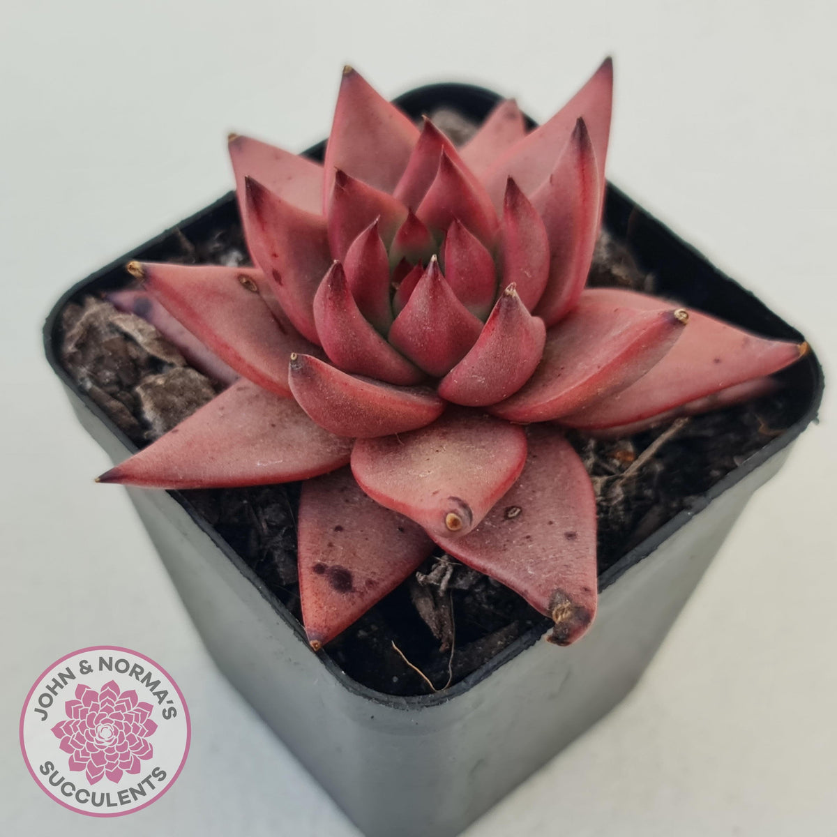 Echeveria Susanna