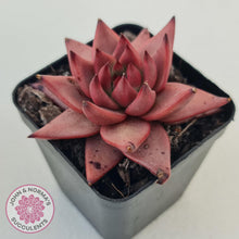 Load image into Gallery viewer, Echeveria Susanna - John &amp; Norma&#39;s Succulents Australia
