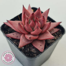 Load image into Gallery viewer, Echeveria Susanna - John &amp; Norma&#39;s Succulents Australia
