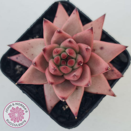 Echeveria Susanna - John & Norma's Succulents Australia