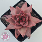 Echeveria Susanna