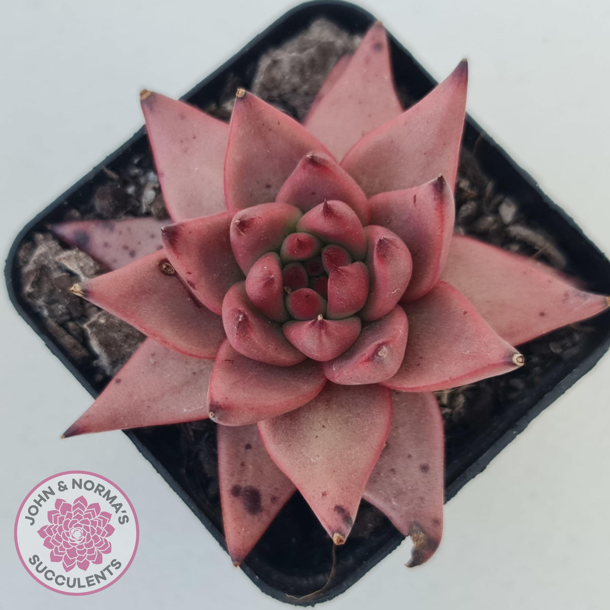 Echeveria Susanna