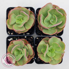 Echeveria Suyon