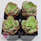 Echeveria Suyon