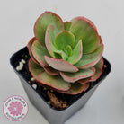 Echeveria Suyon