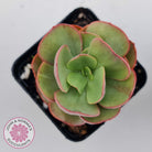 Echeveria Suyon