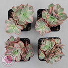 Echeveria Suyon White Variegated