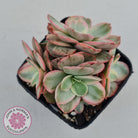 Echeveria Suyon White Variegated