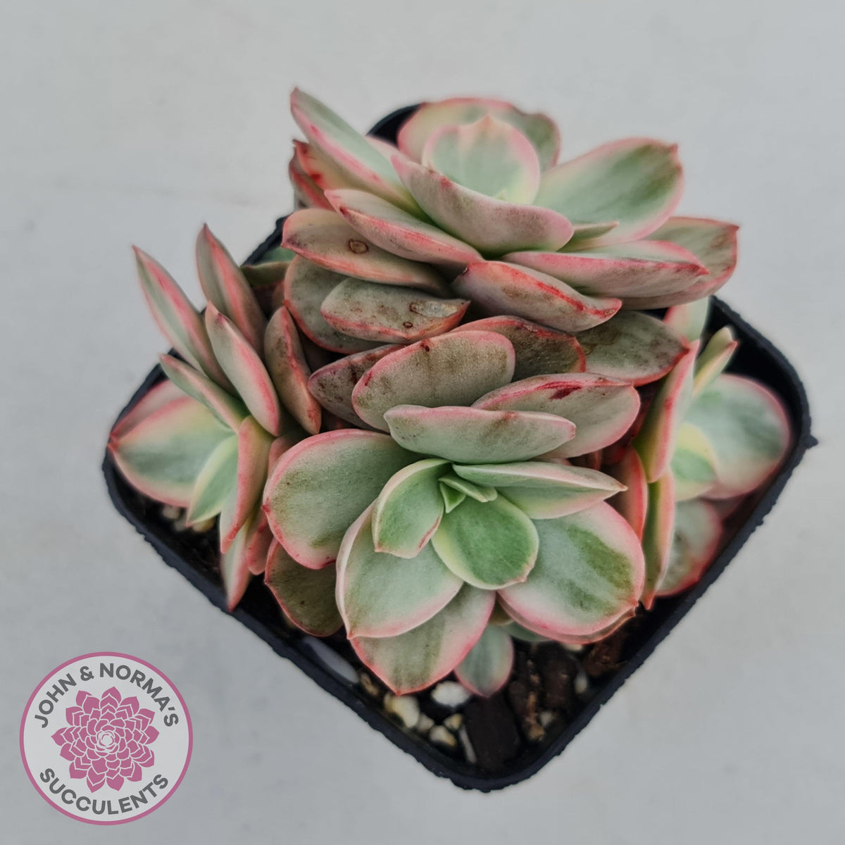 Echeveria Suyon White Variegated