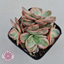 Load image into Gallery viewer, Echeveria Suyon Variegated - John &amp; Norma&#39;s Succulents
