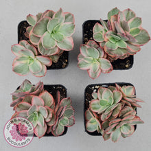 Load image into Gallery viewer, Echeveria Suyon Variegated - John &amp; Norma&#39;s Succulents
