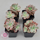 Echeveria Suyon White Variegated