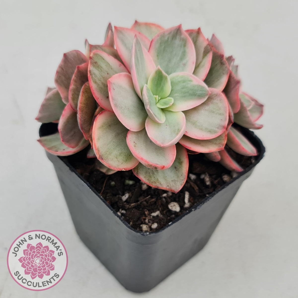 Echeveria Suyon White Variegated