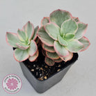 Echeveria Suyon White Variegated