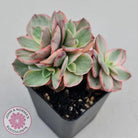 Echeveria Suyon White Variegated