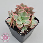 Echeveria Suyon White Variegated
