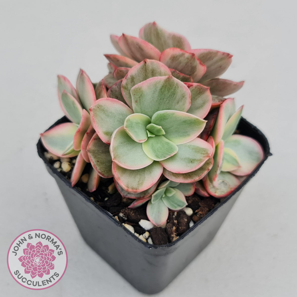 Echeveria Suyon White Variegated