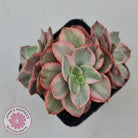 Echeveria Suyon White Variegated