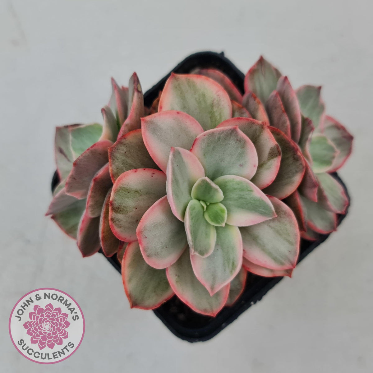 Echeveria Suyon White Variegated