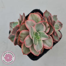 Load image into Gallery viewer, Echeveria Suyon Variegated - John &amp; Norma&#39;s Succulents
